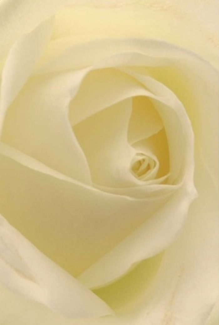 Peering closely at this classic white rose, one is mesmerized by the interplay of softness and intricate layering-a visual echo of the tranquil sophistication found in the heart of Chalfont St Giles. Each petal, blending hues of white and cream, is brushed by gentle light that seems to infuse the heart of the bloom with a warm, subtle glow. The spiraled centre suggests purity and resilience, while the subtle gradations of colour and shadow add depth and reveal the mastery of the florist behind the composition. Perfect for heartfelt gestures-a wordless apology, a romantic offering, or as an elegant centrepiece at a local wedding-this rose suits the rich tradition and neighbourly spirit that define the village. The near-perfection of the arrangement imparts an air of serenity, and there's a whisper of fragrance that feels clean and unassuming-something that lingers gently, like memories of an afternoon spent wandering Jordan's Lane. The image captures not only the natural beauty of the rose but also the thoughtfulness, sensitivity, and expertise of Chalfont St Giles florists-a dedication that ensures every bouquet expresses precisely the right sentiment, whether in celebration or sympathy.